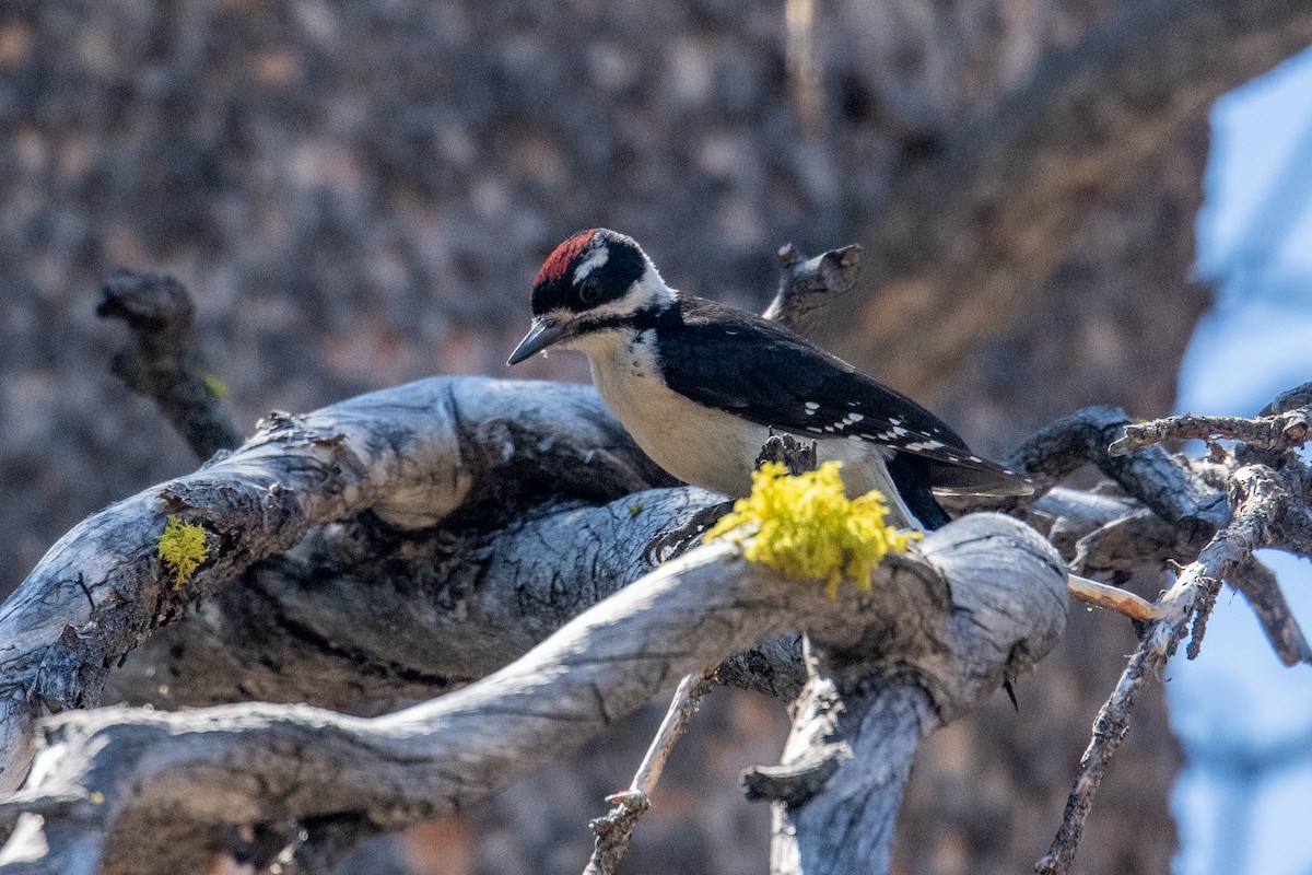 Hairy Woodpecker - Jeff Bleam