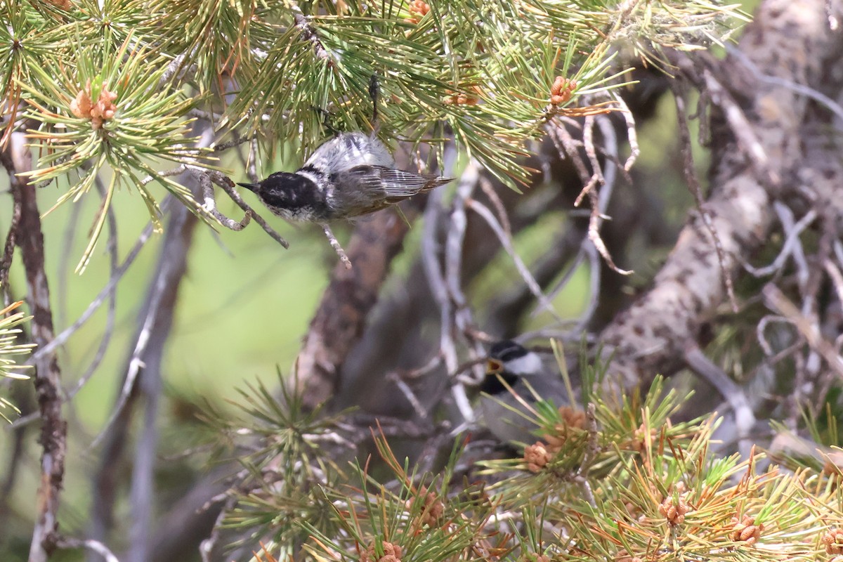 Mountain Chickadee - ML597050491