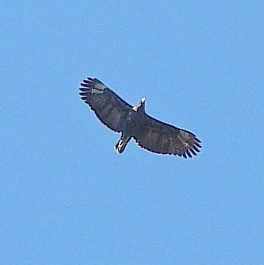 Great Black Hawk - Pablo Bruni