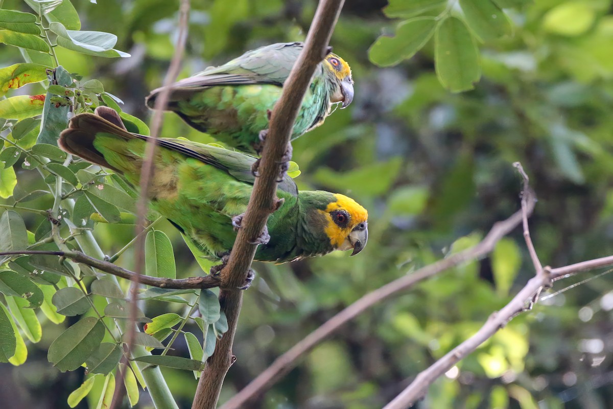 Yellow-fronted Parrot - Mathieu Bally
