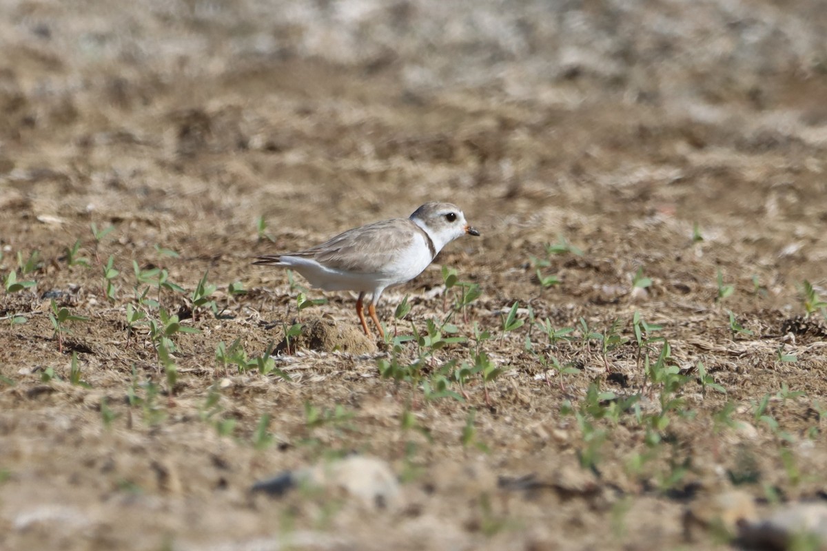 Piping Plover - ML597054241