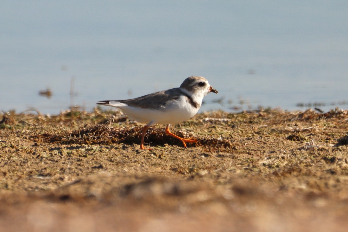Piping Plover - ML597054351