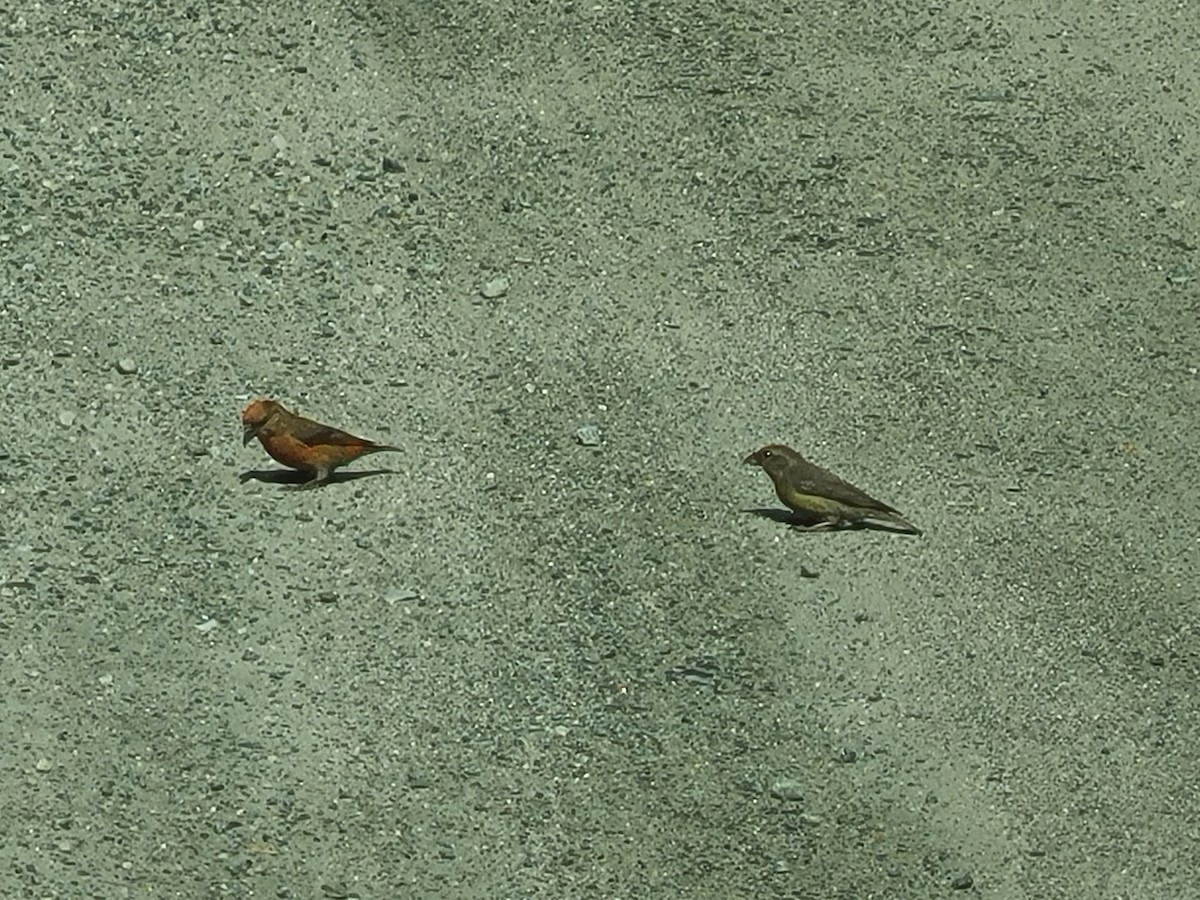 צלוב-מקור אדום - ML597054421