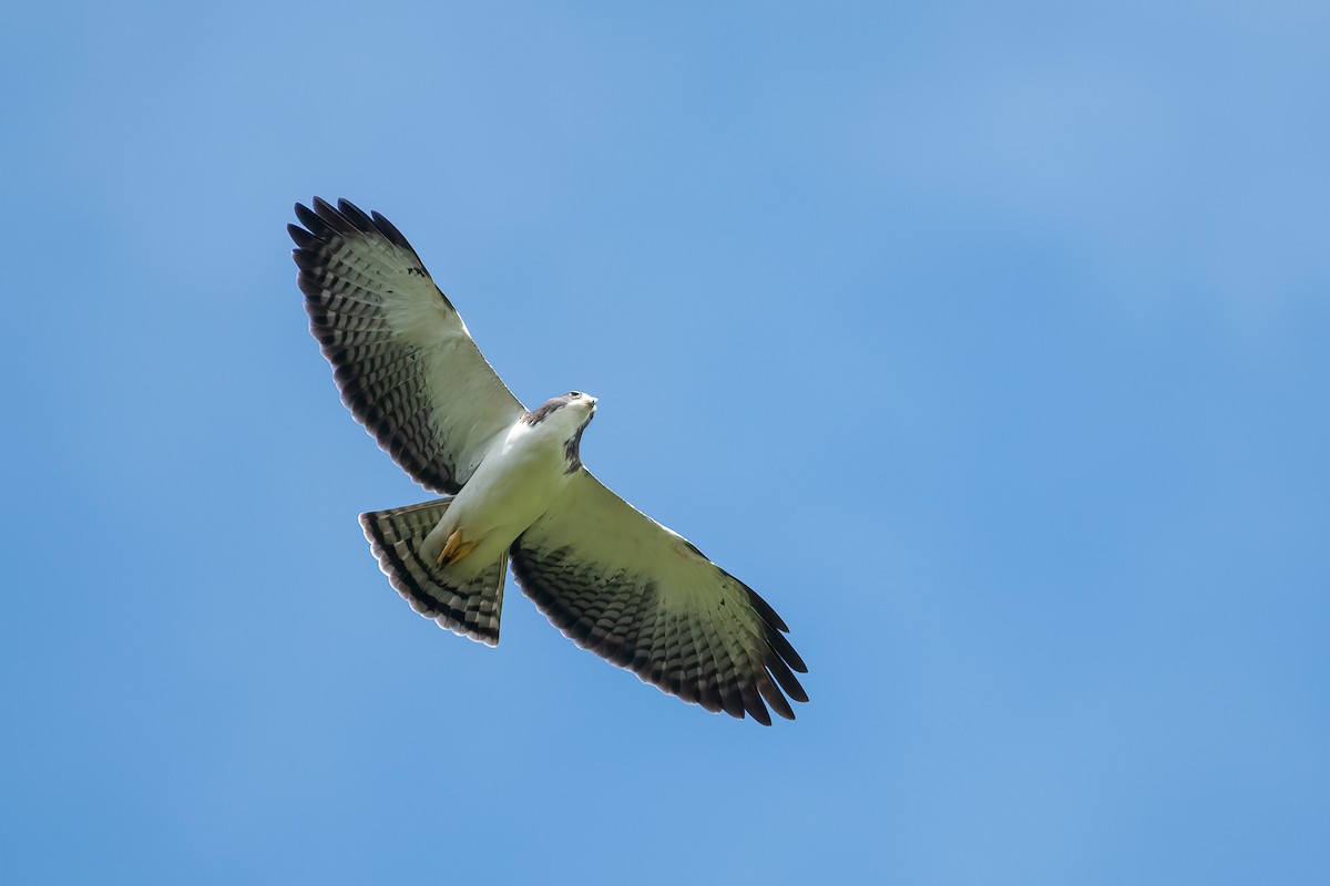 Short-tailed Hawk - Eric Ripma