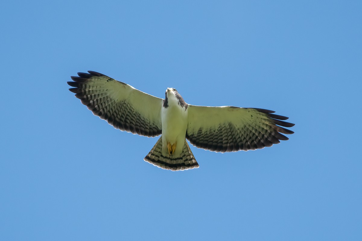 Short-tailed Hawk - Eric Ripma