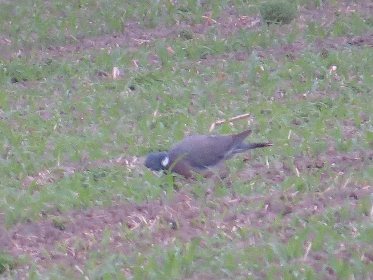 Common Wood-Pigeon - ML59705641