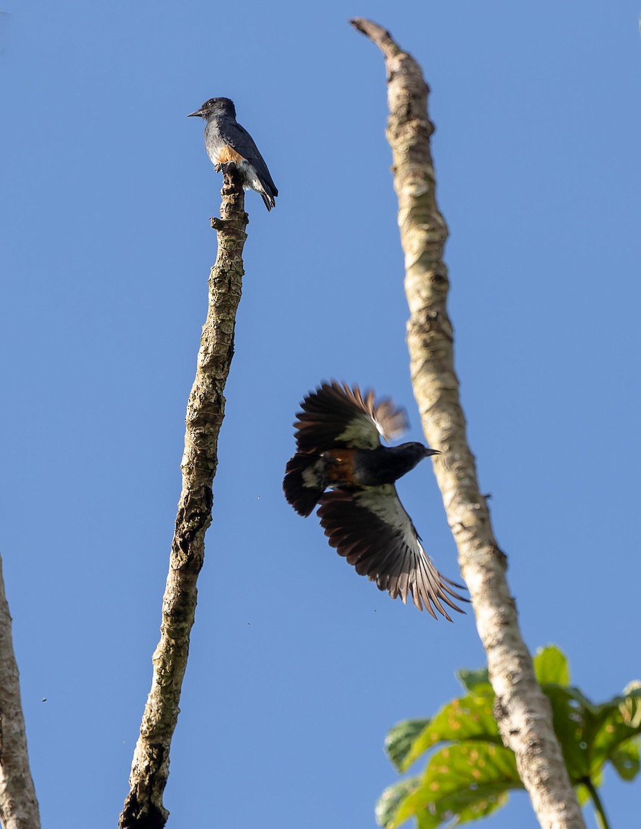 Swallow-winged Puffbird - John Andersen