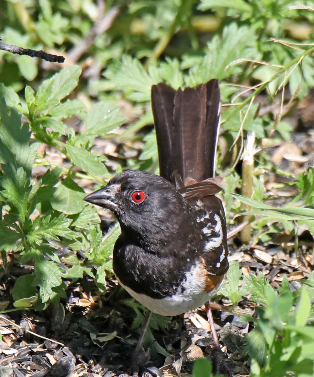 Spotted Towhee - ML597057561