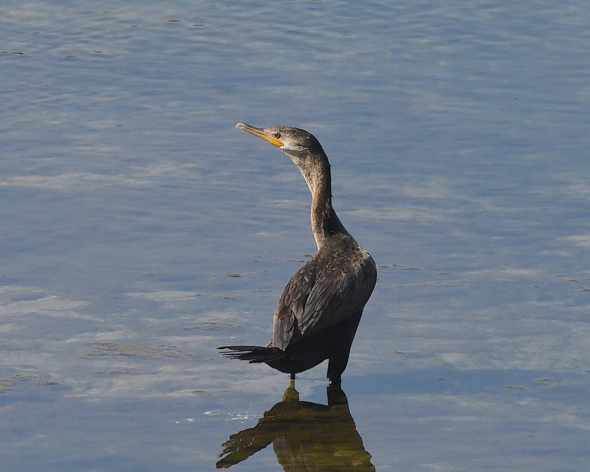 Neotropic Cormorant - Ted Wolff