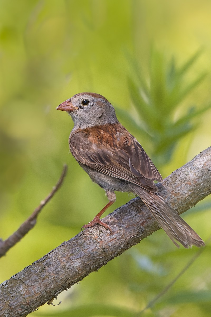 Field Sparrow - ML597058041