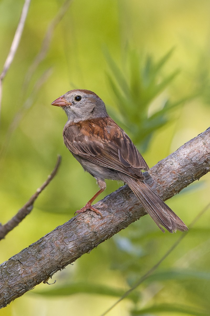 Field Sparrow - ML597058051