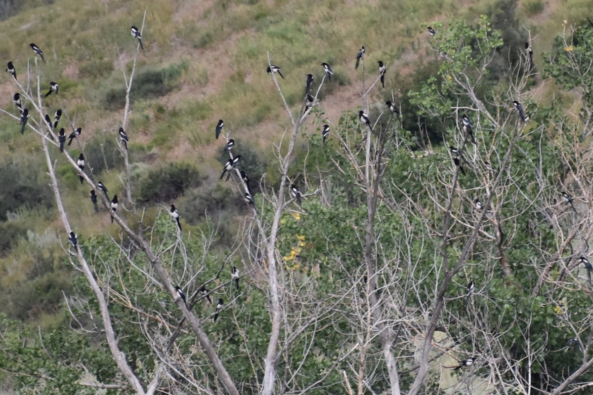 Black-billed Magpie - ML597058481