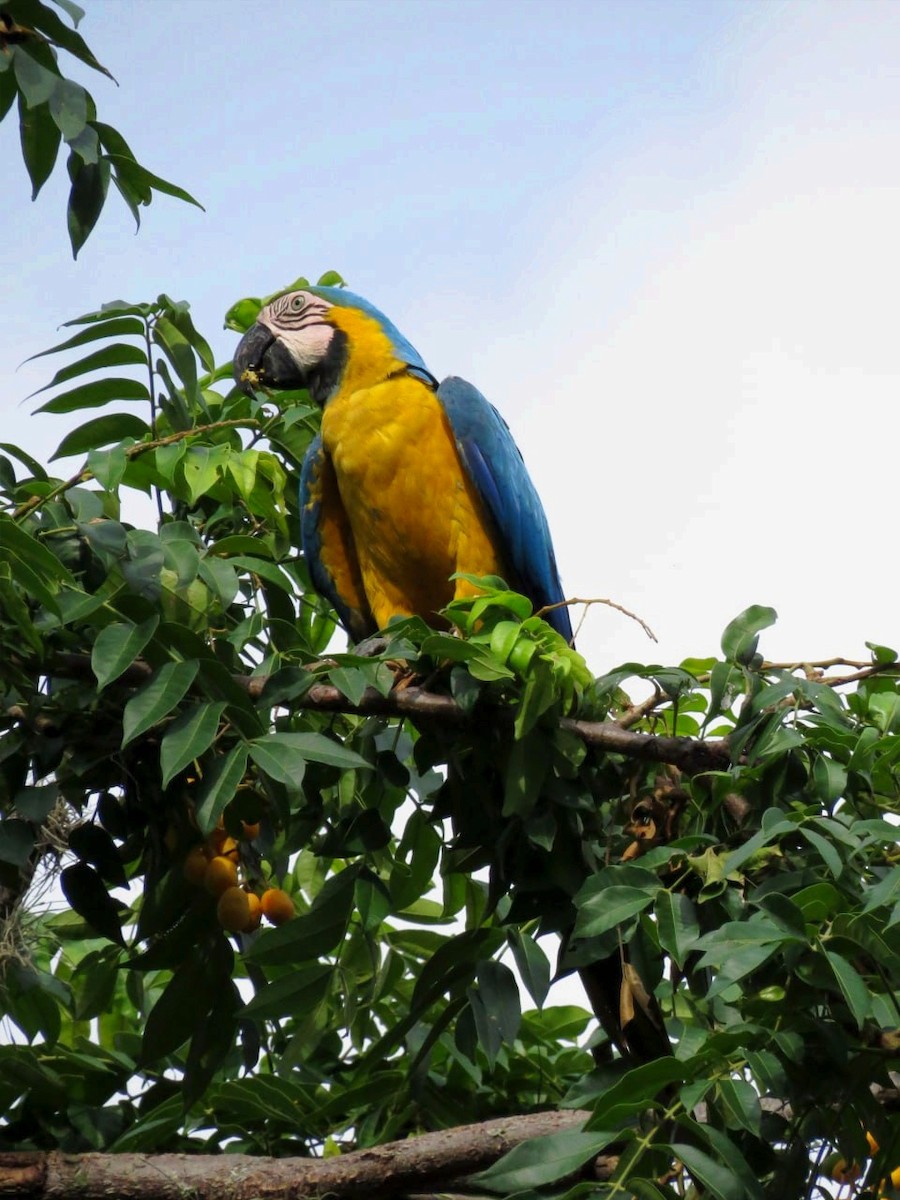Blue-and-yellow Macaw - ML597058571