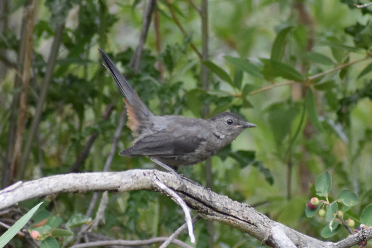 Gray Catbird - ML597058611