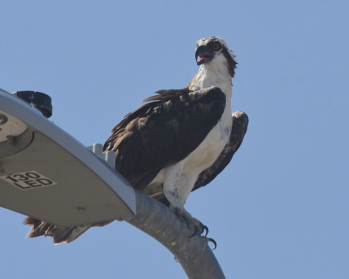 Osprey - Ted Wolff