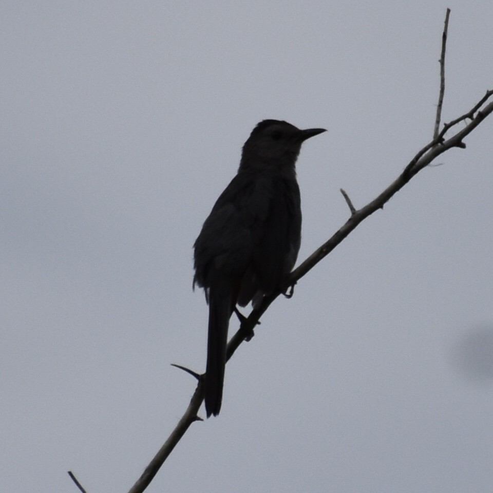 Gray Catbird - ML597058861