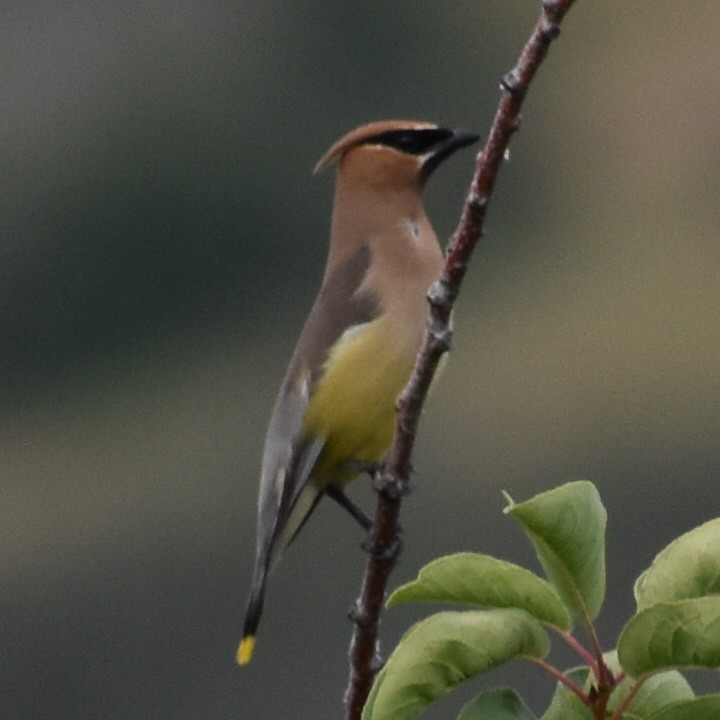 Cedar Waxwing - ML597058891