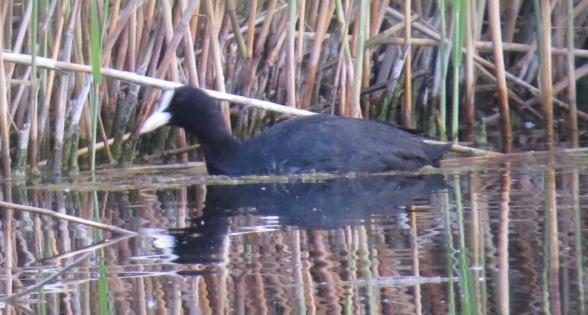 Eurasian Coot - ML59705931