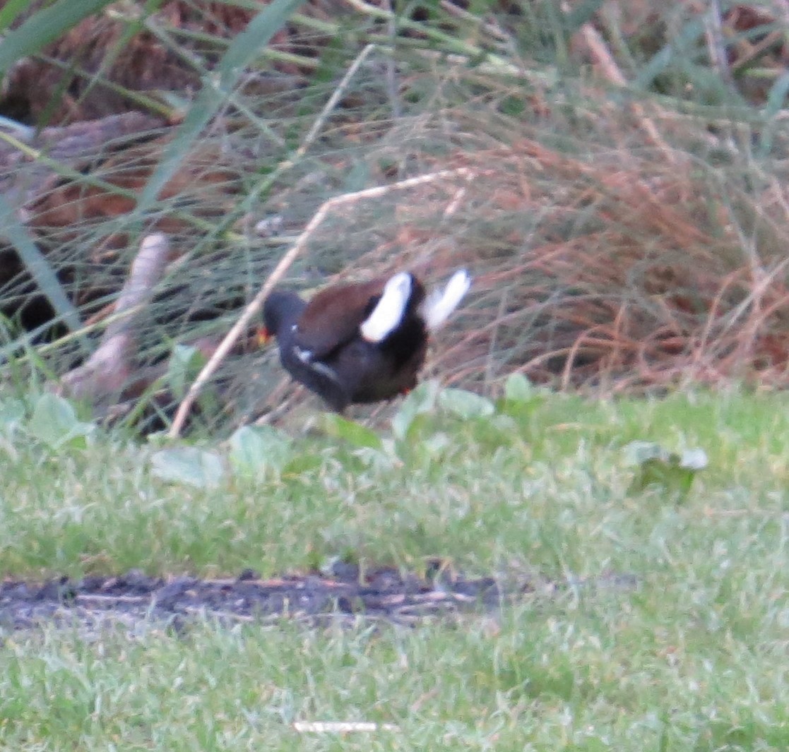 Eurasian Moorhen - ML59705991