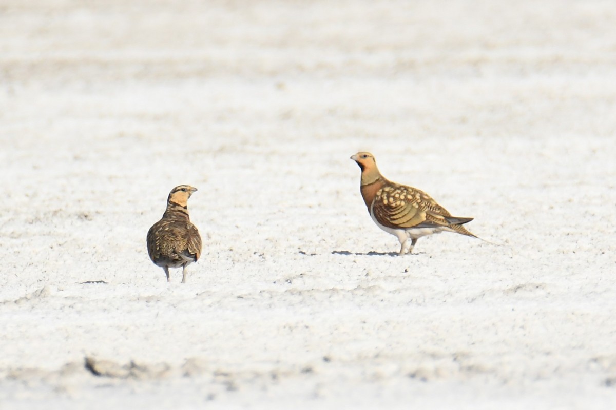 Pin-tailed Sandgrouse - ML597059961