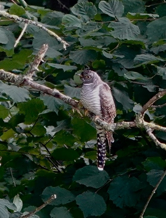 Common Cuckoo - ML597060031
