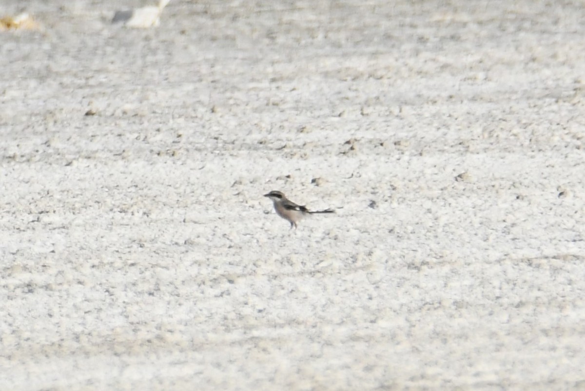 Iberian Gray Shrike - ML597060061