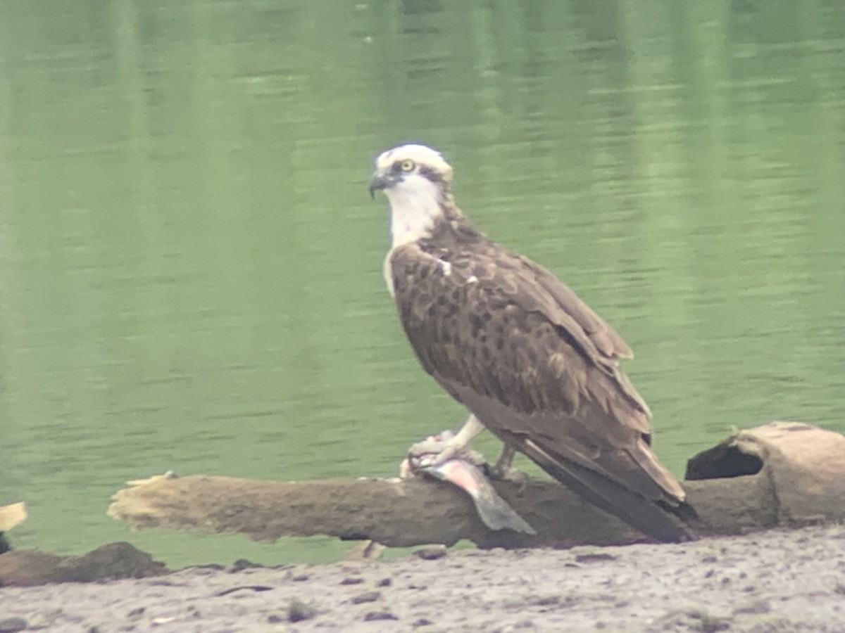 Águila Pescadora - ML597060891