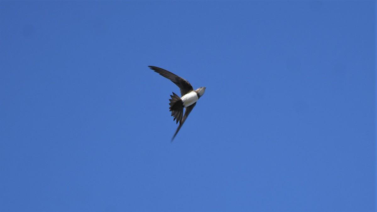 Alpine Swift - ML597061101