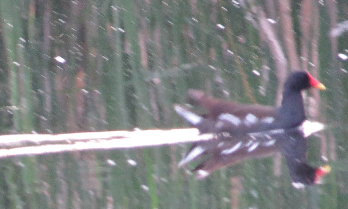 Eurasian Moorhen - ML59706141