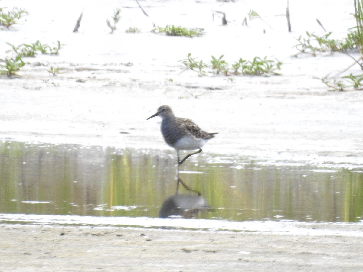 Pectoral Sandpiper - Brian  S