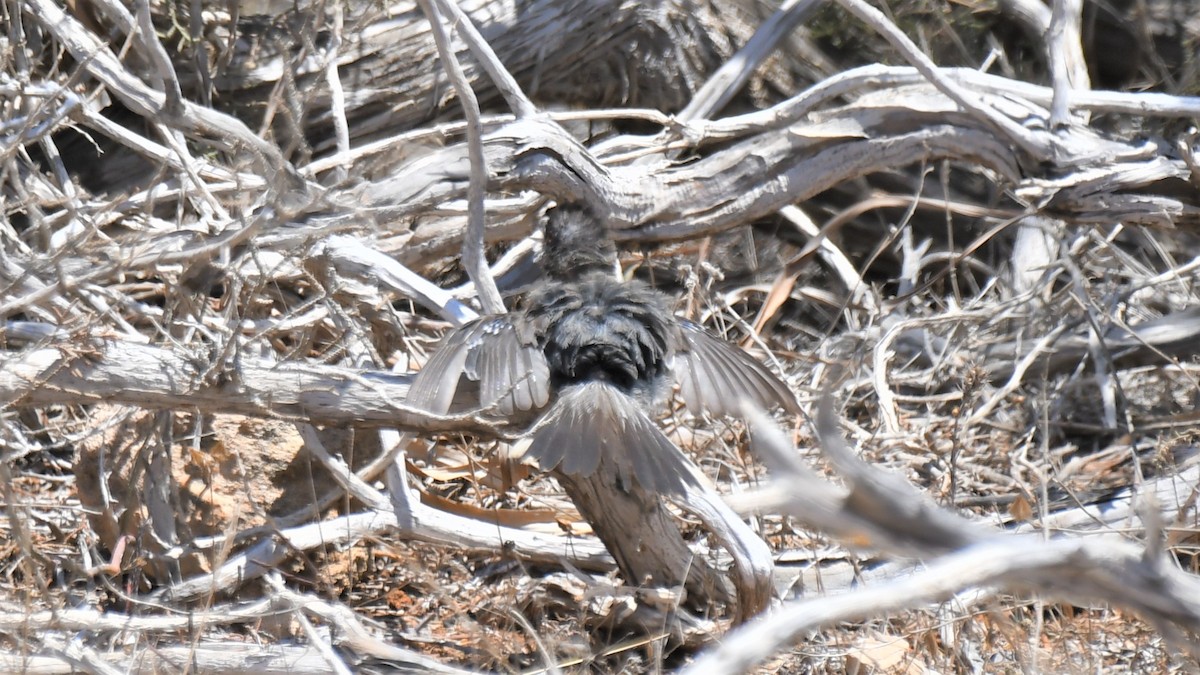 Cyprus Warbler - Viorel-Ilie ARGHIUS