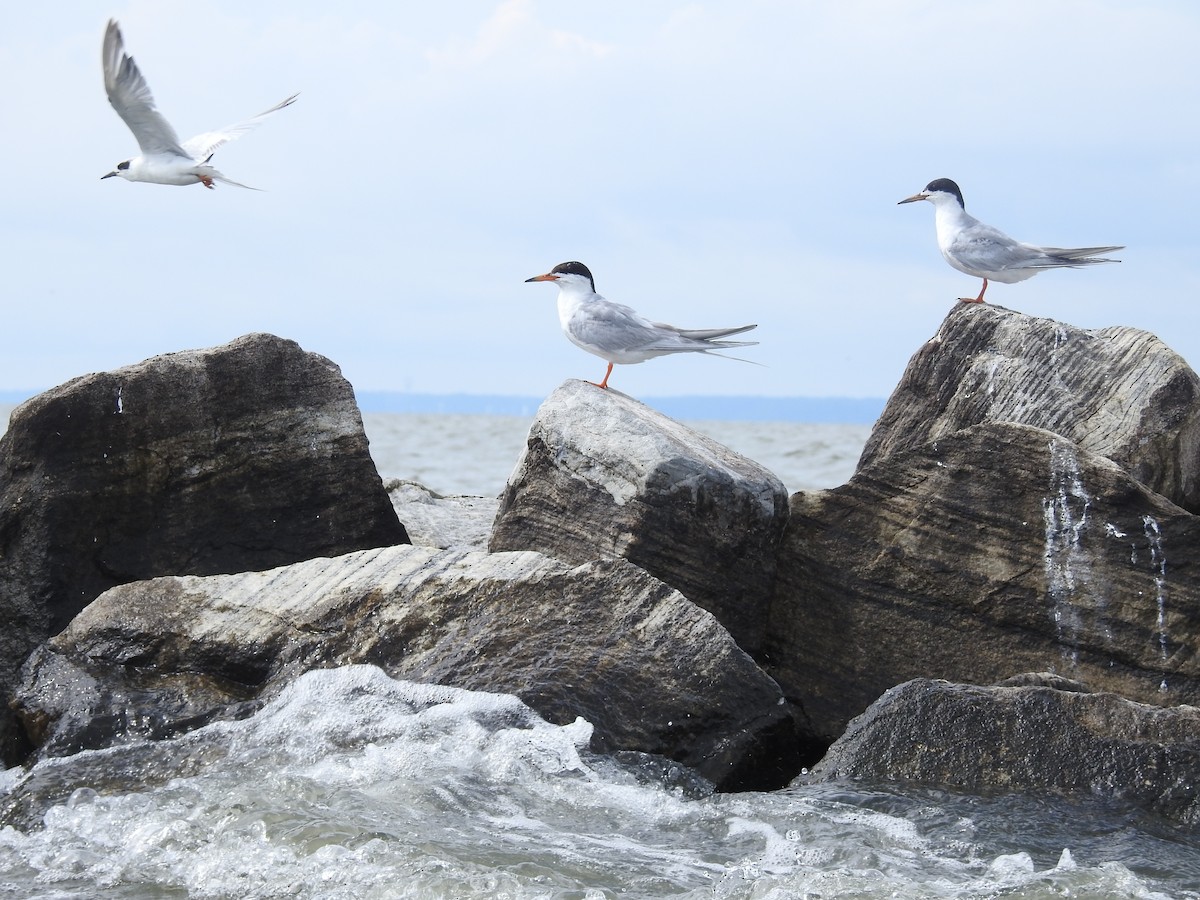 Forster's Tern - ML597063371