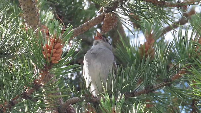 White-crowned Sparrow (oriantha) - ML597063621