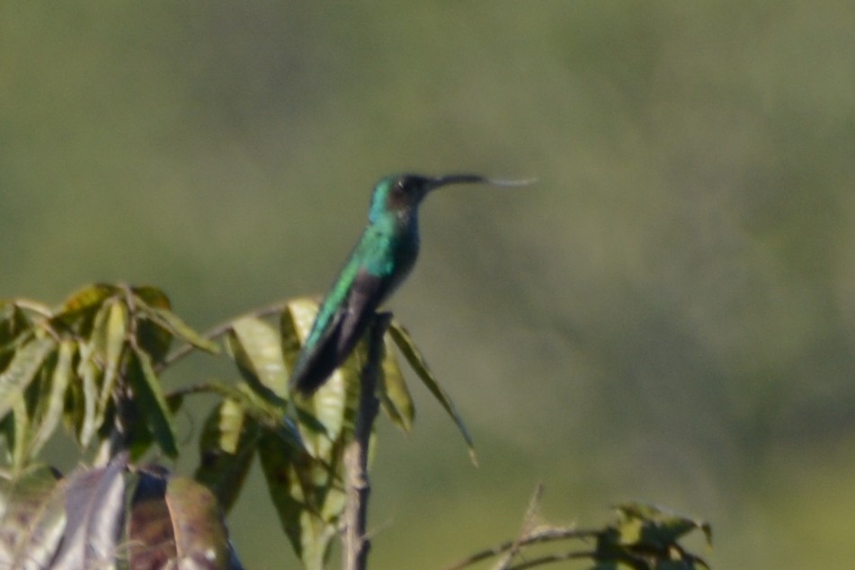 Black-throated Mango - ML597063801