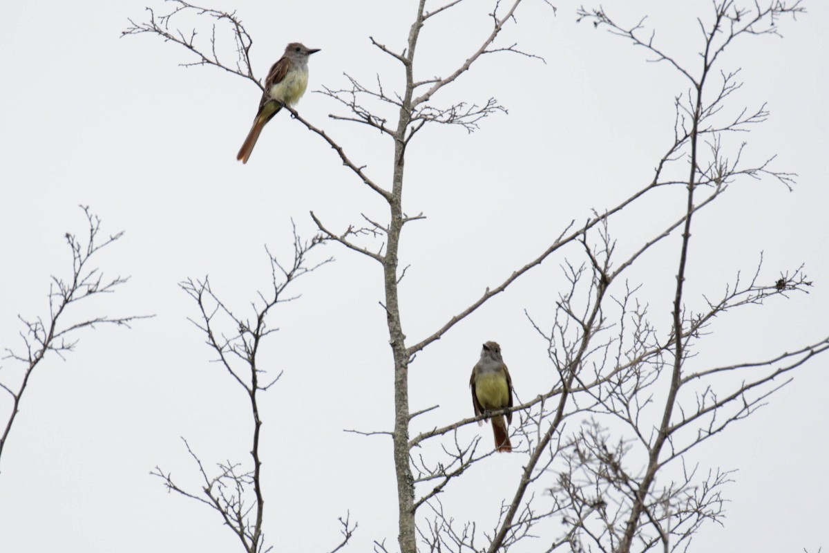 Great Crested Flycatcher - ML597063861