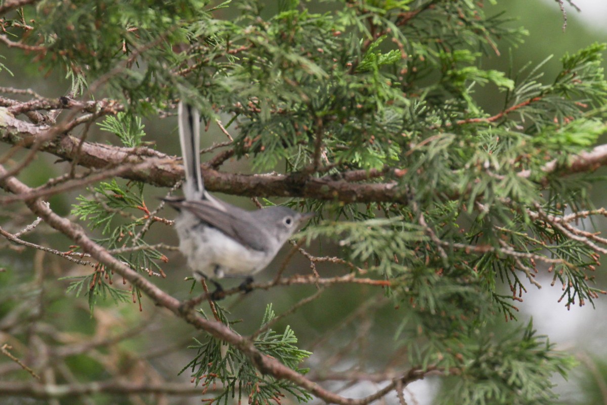Blue-gray Gnatcatcher - ML597063911