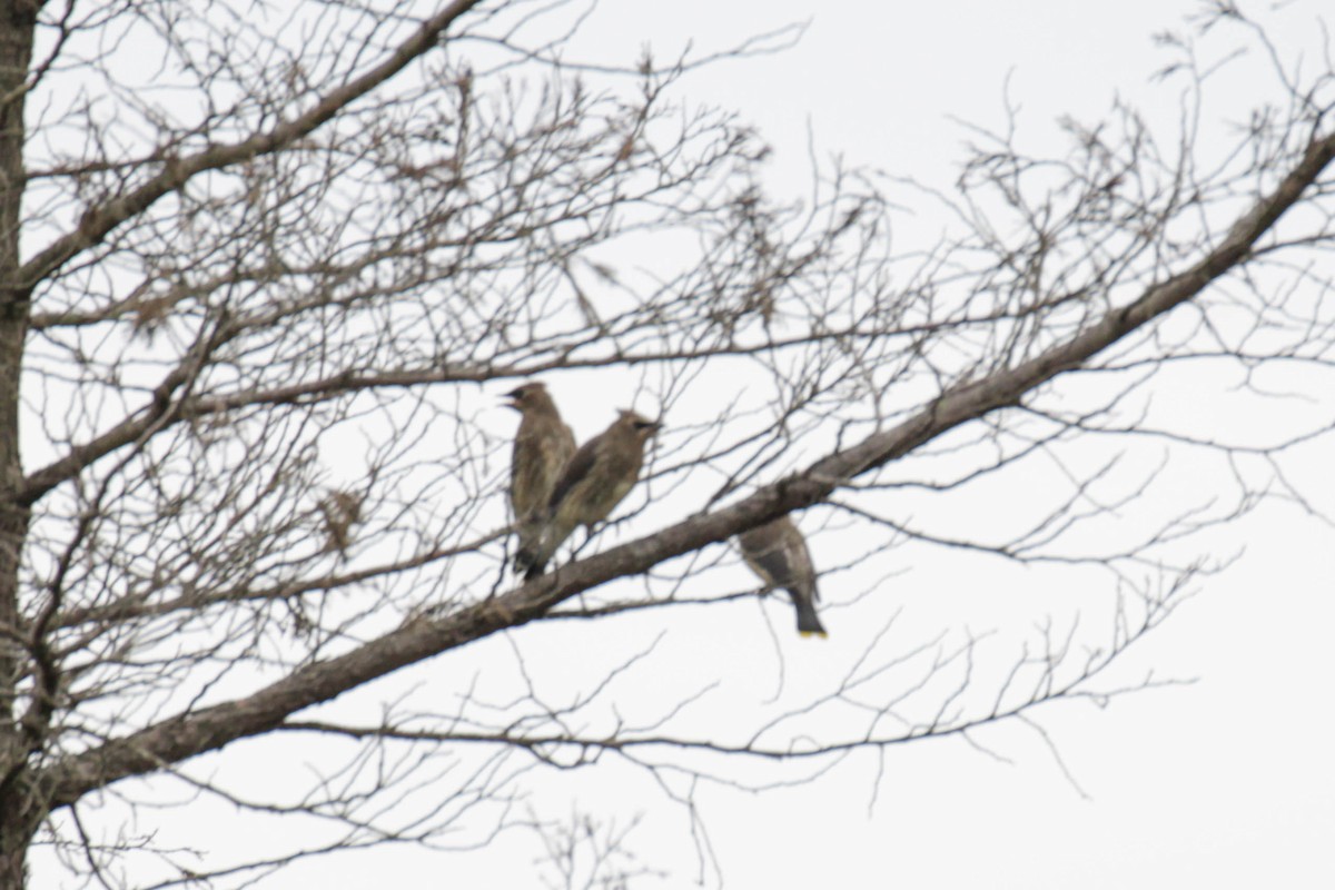 Cedar Waxwing - ML597063971