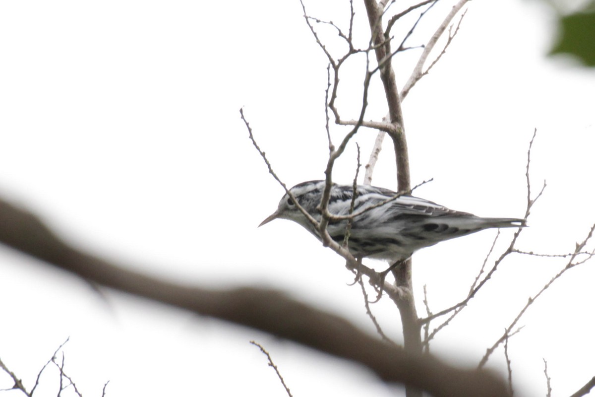 Black-and-white Warbler - ML597064011