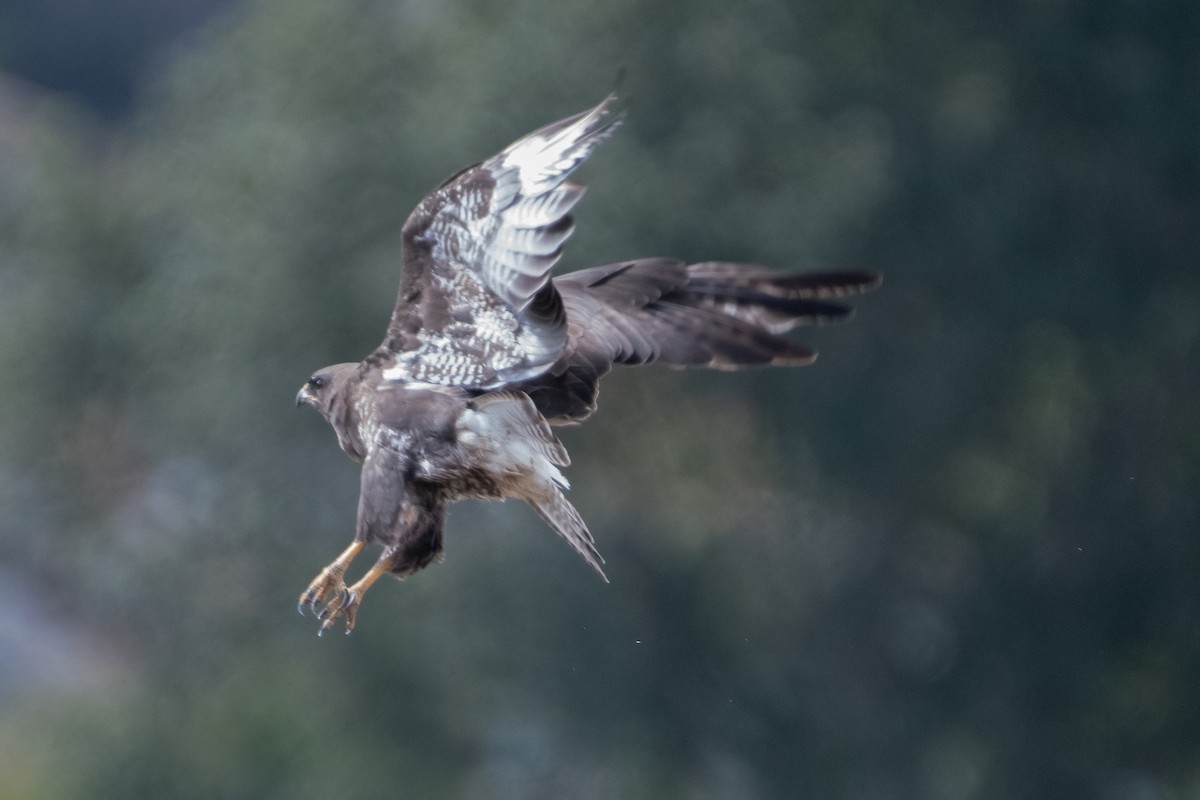 Common Buzzard - ML597064231