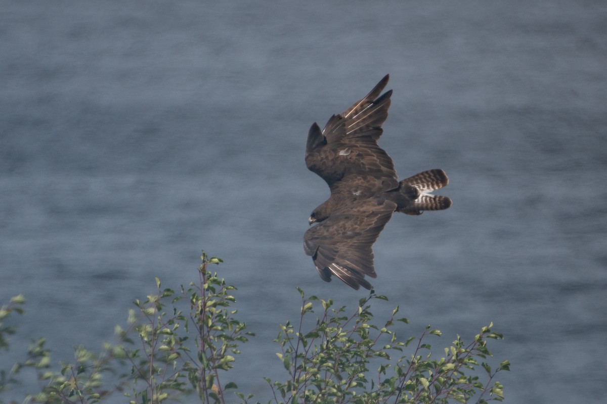 Common Buzzard - Ana Amaral