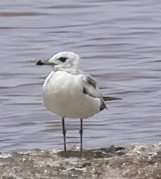 Common Gull (European) - Jim Stasz