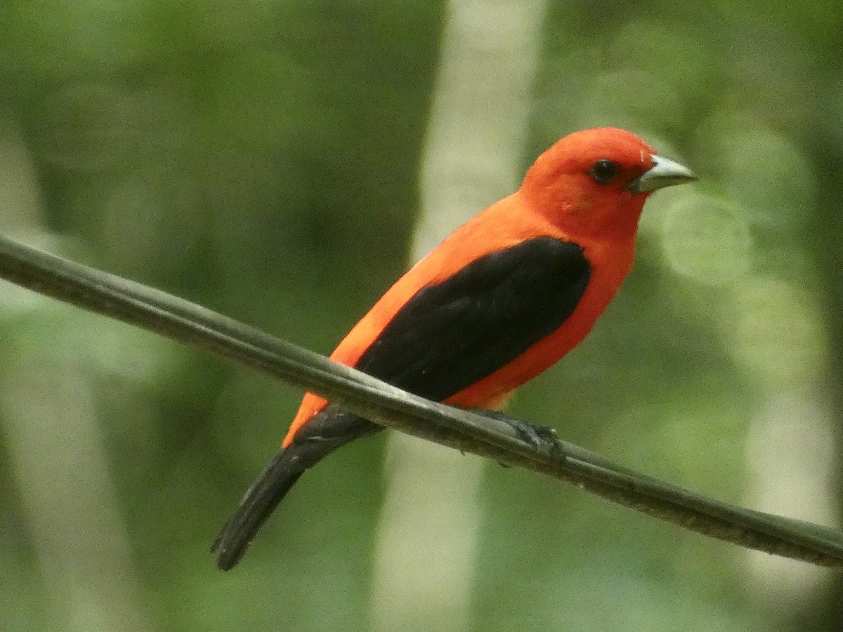 Scarlet Tanager - ML597066091