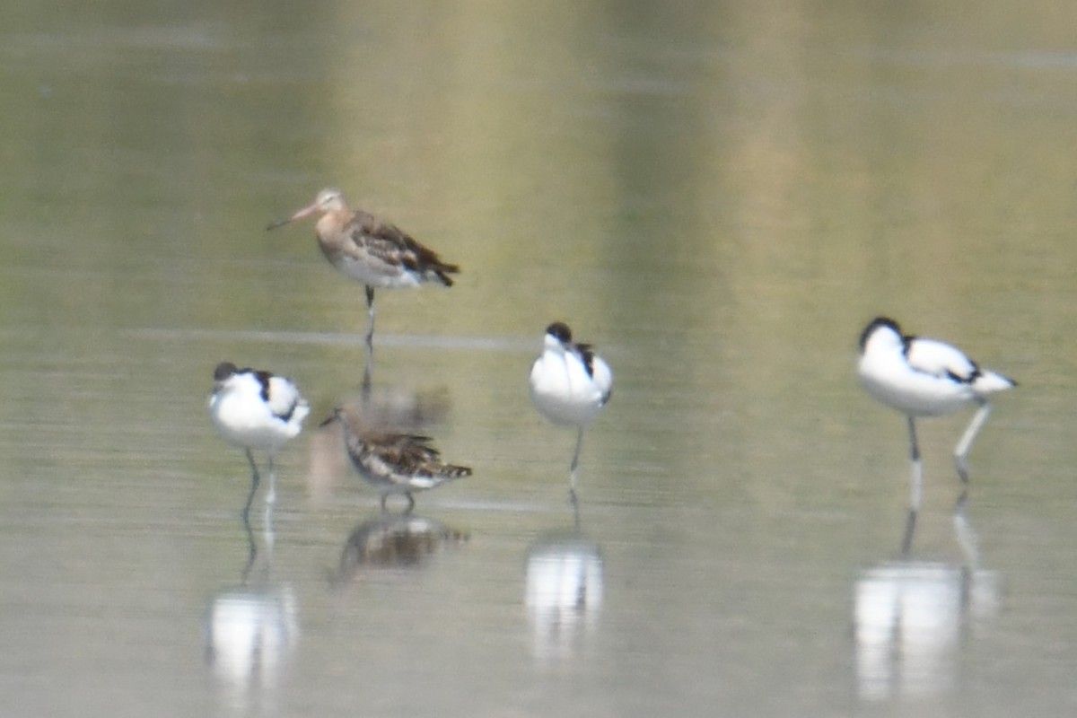 Black-tailed Godwit - Diego García Díaz