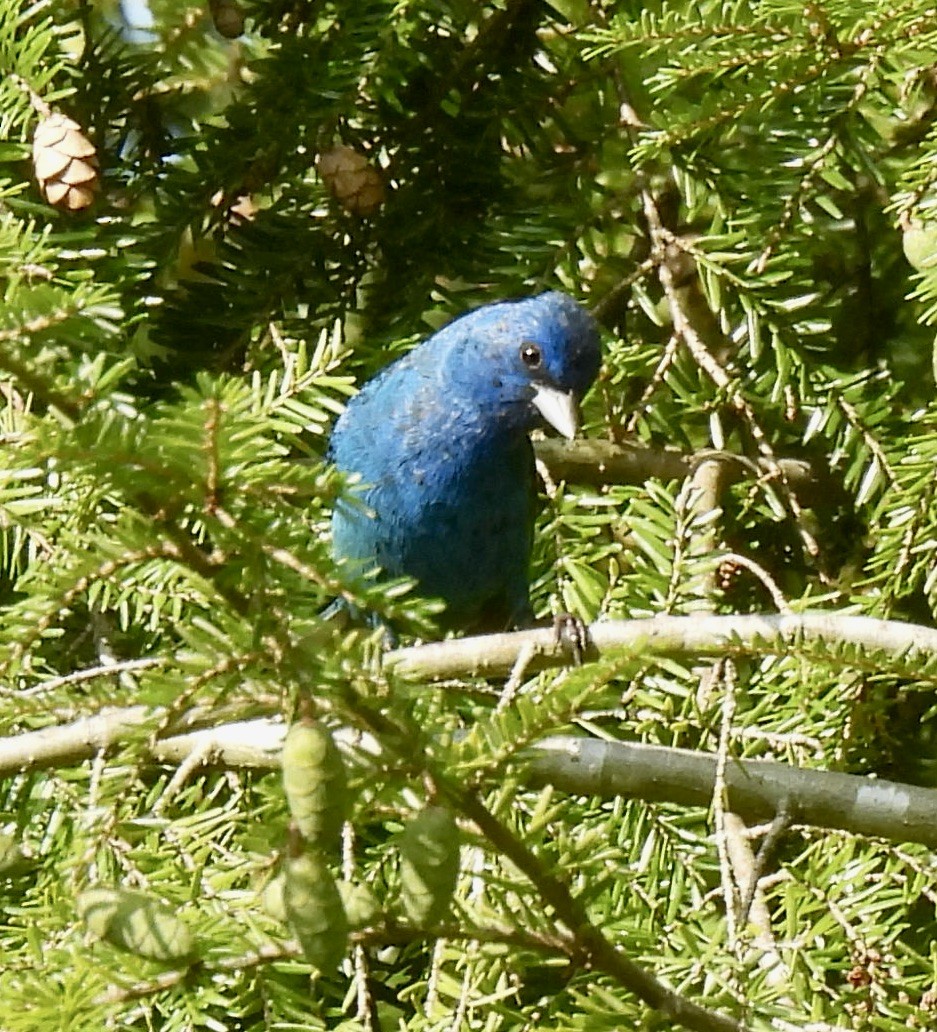 Indigo Bunting - ML597068421