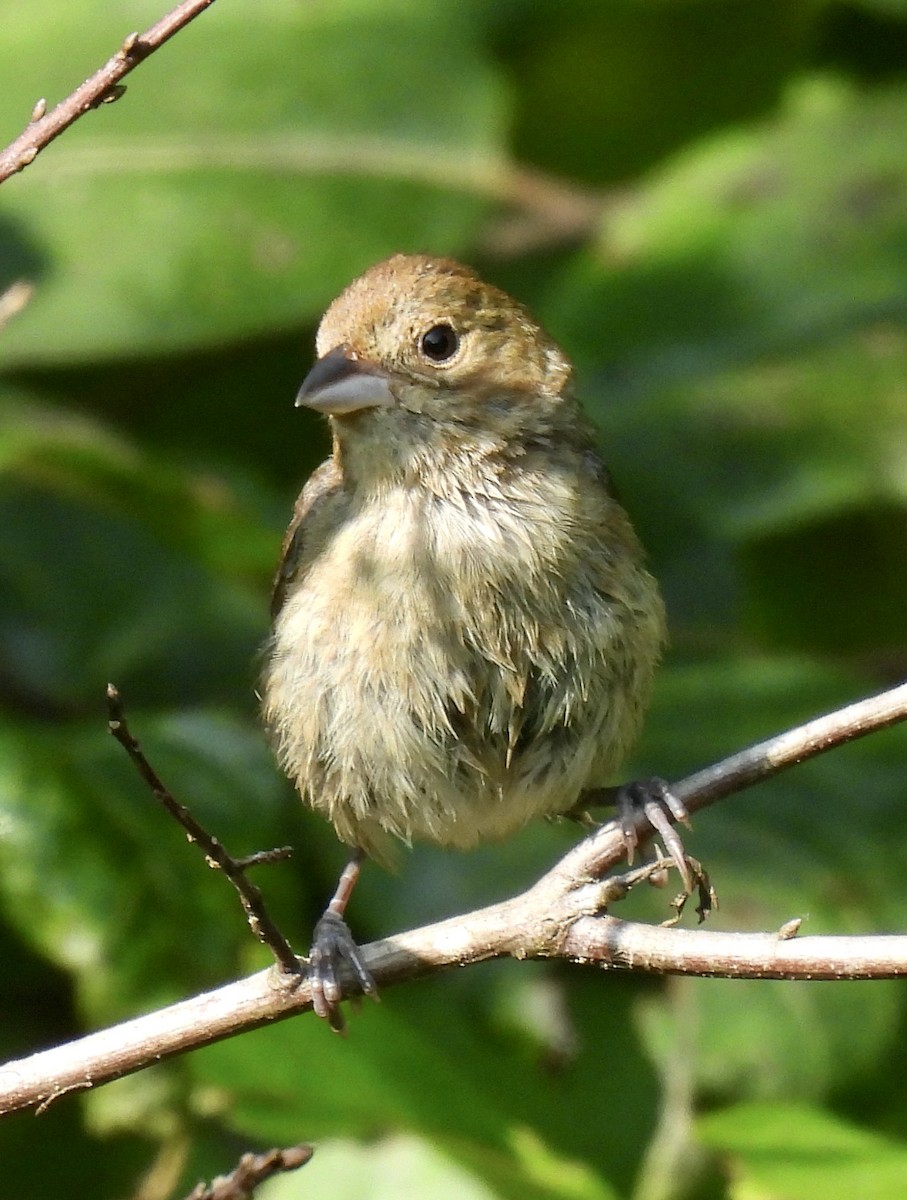 Indigo Bunting - ML597068431