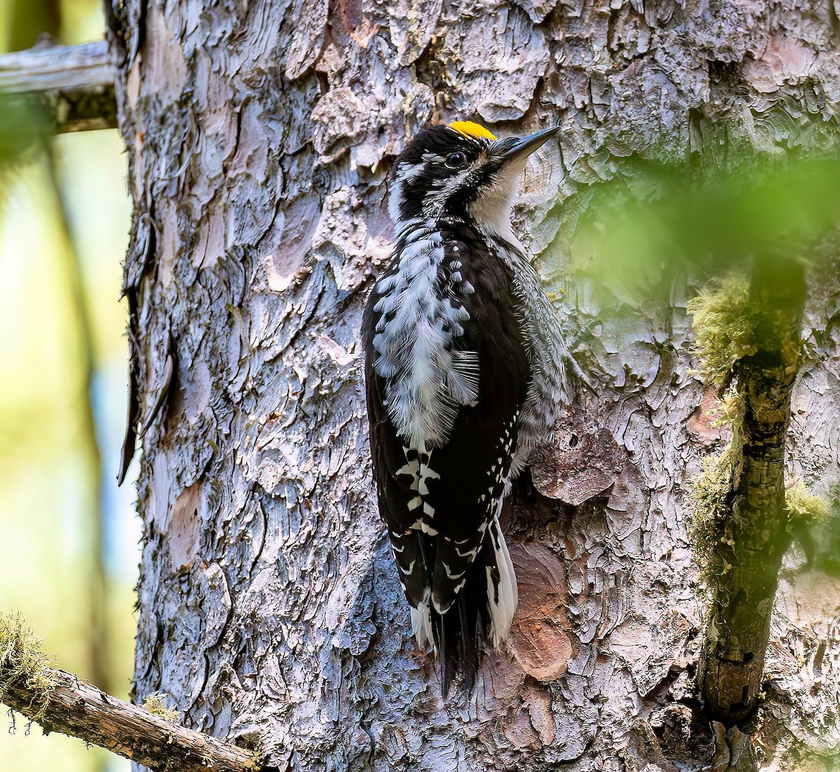 American Three-toed Woodpecker - ML597069691