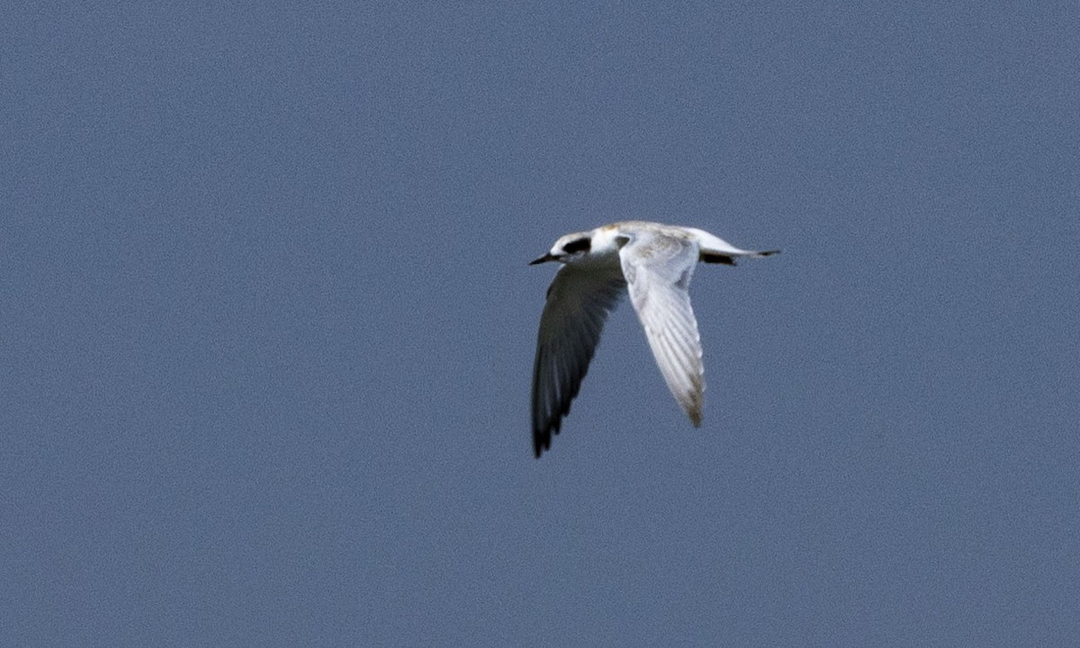 Forster's Tern - ML597069951