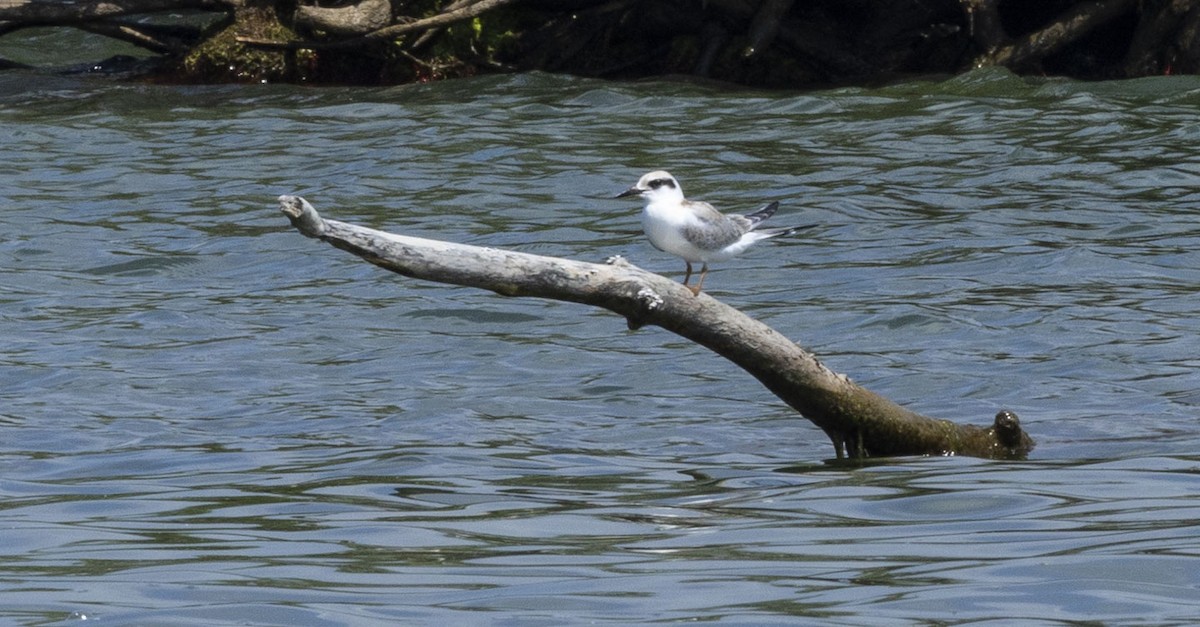 Forster's Tern - ML597069961