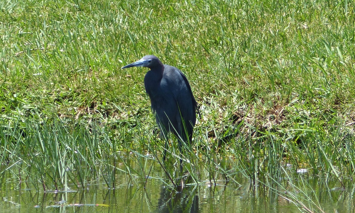 Little Blue Heron - ML597070031