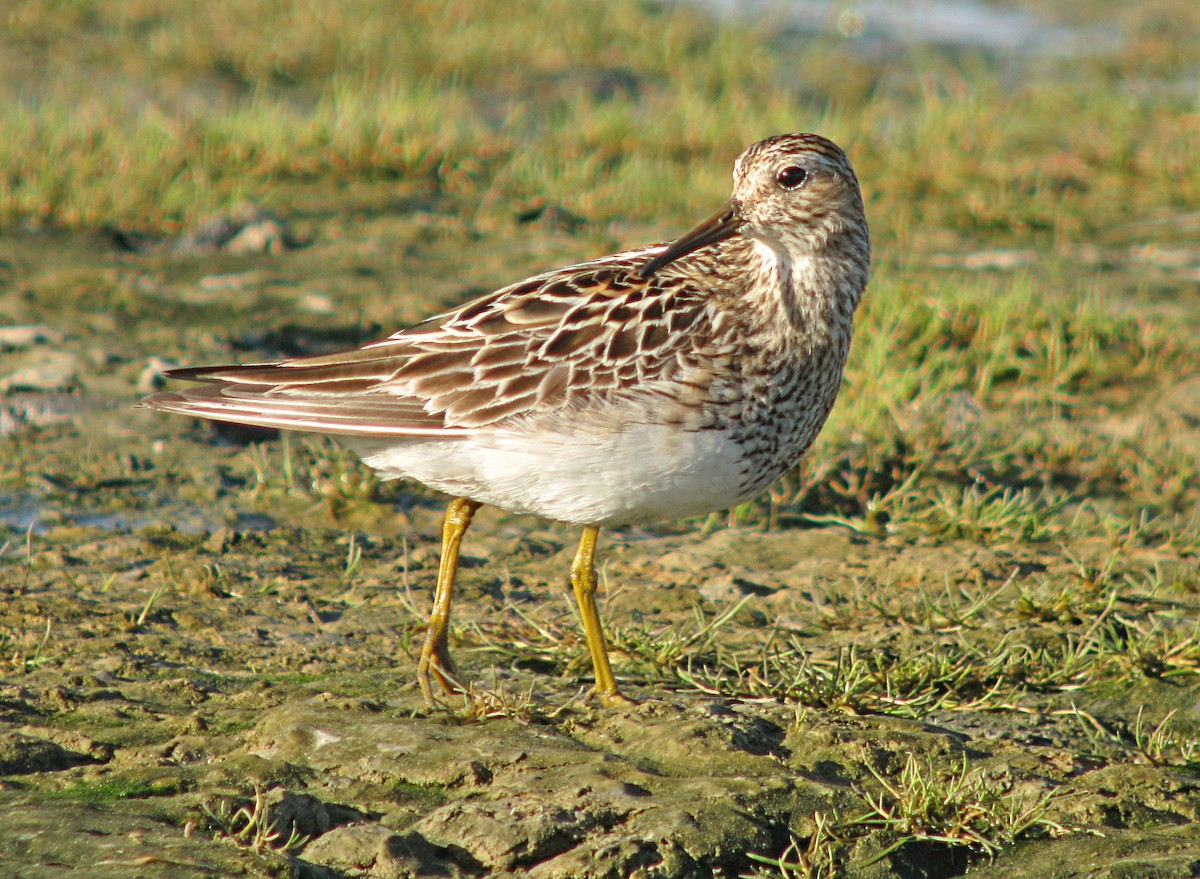 Pectoral Sandpiper - Jean Iron